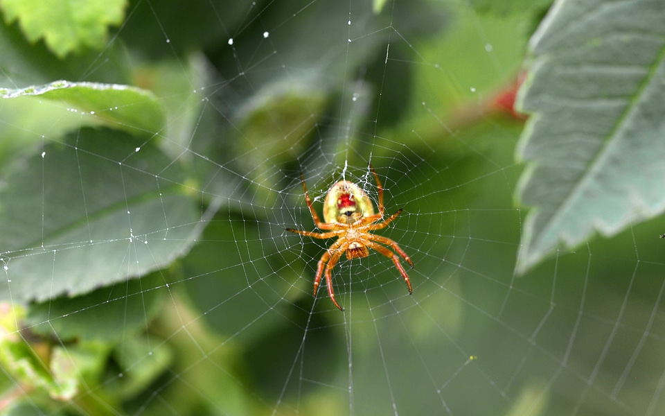 Animals spiders bush