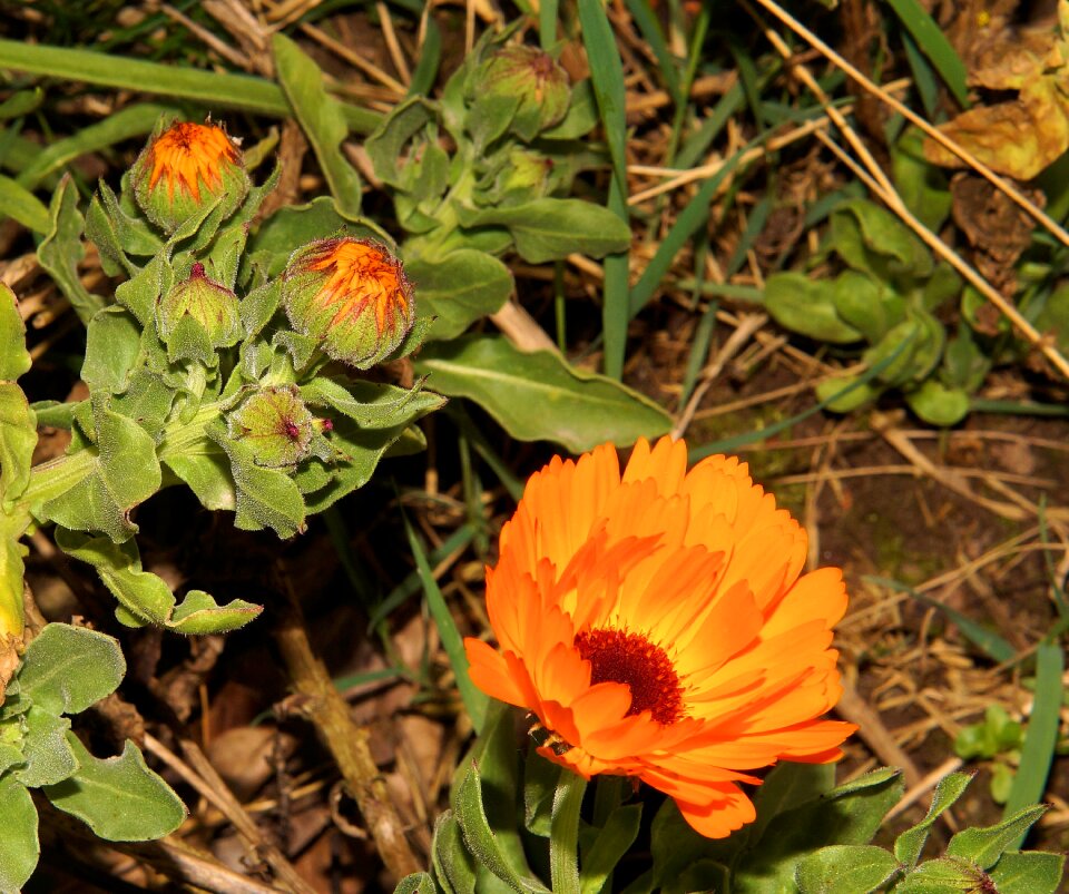 Plant close up flora graphics orange