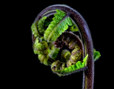 Fern young fern fresh shoots