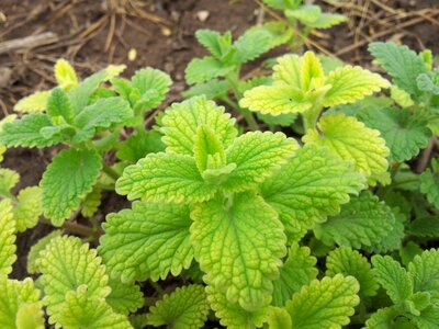 Garden farm medicine