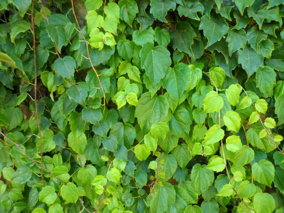 Leaves green garden