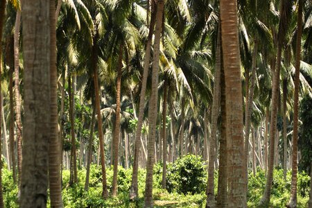 Nature palm trees landscape