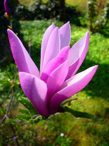 Purple magnolia sunlight photo