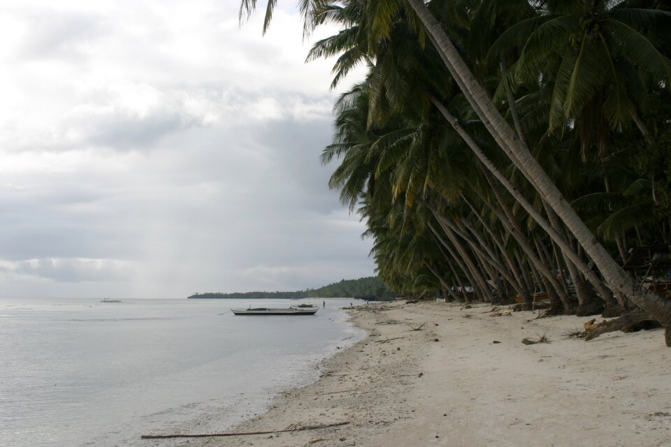 Beach sand beach palm trees