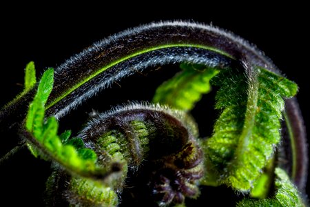 Fern young fern fresh shoots