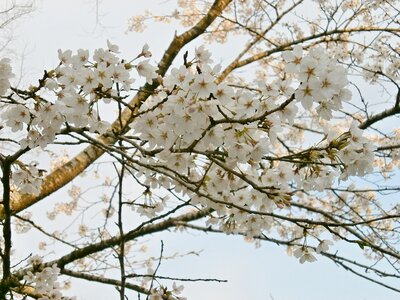 Cherry tree cherry blossom spring