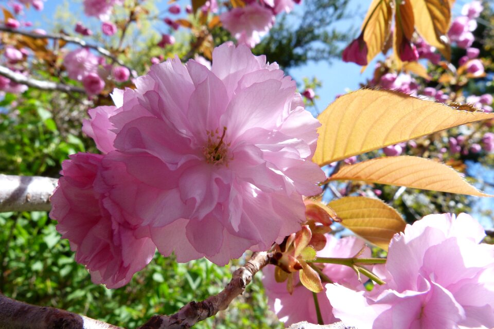 Macro nature garden