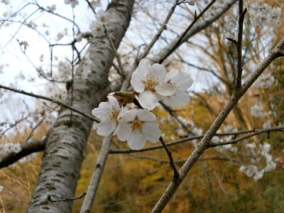 Cherry tree cherry blossom spring