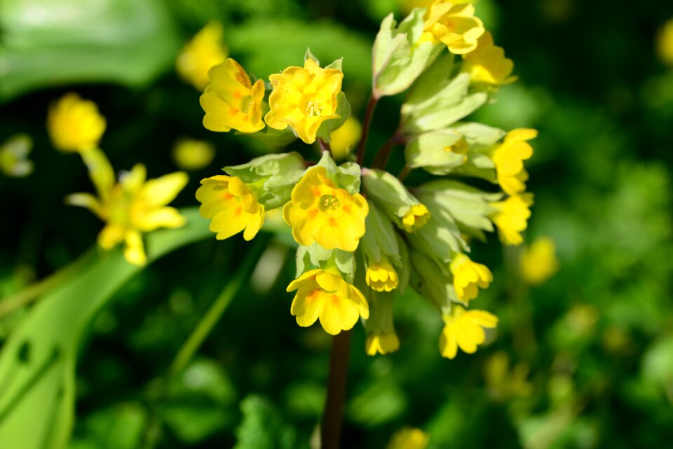 Yellow primula perennial