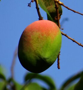 Fruit tropical fruit fresh