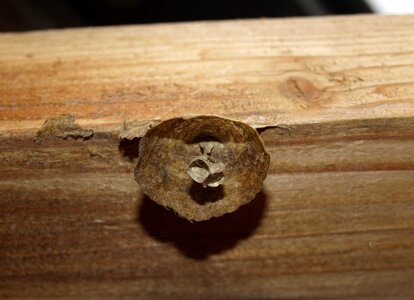 Wasp insect wood