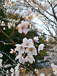 Cherry tree cherry blossom spring