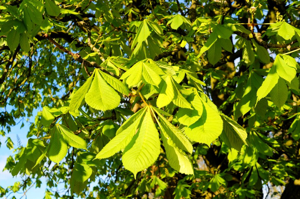 Leaves shades of green all