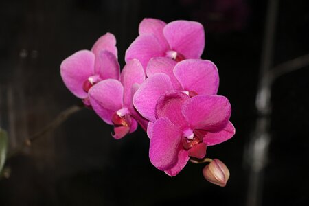 Flower purple plant