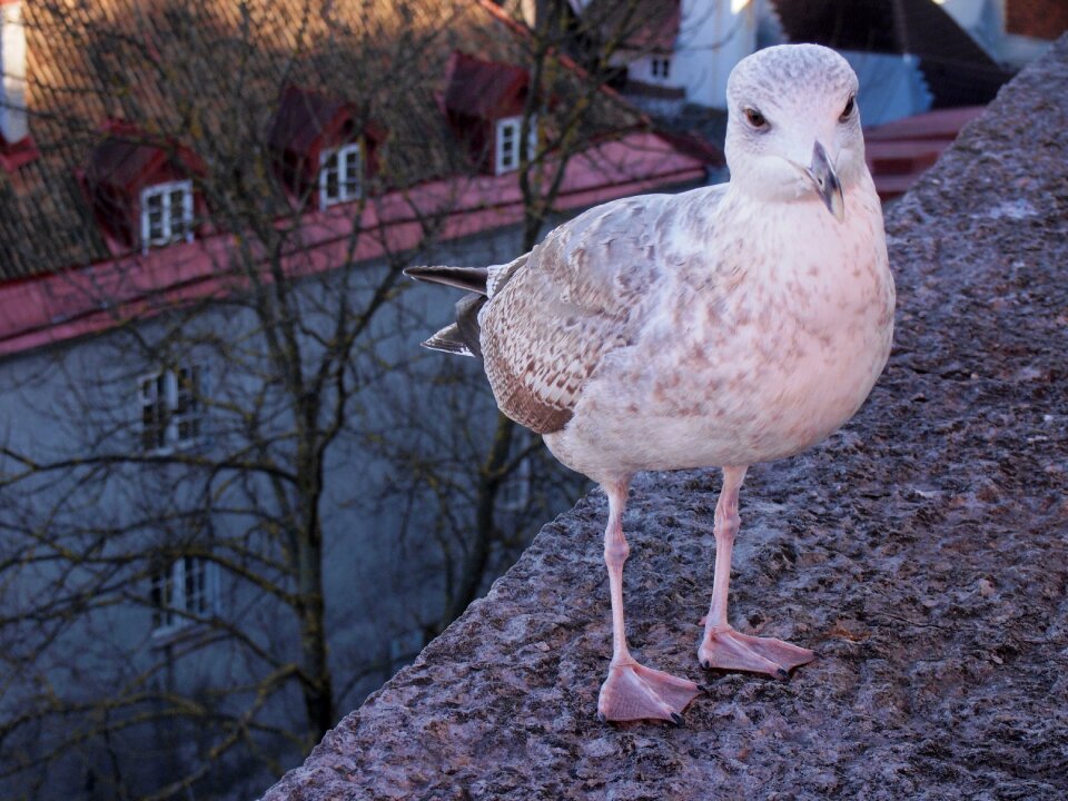 Estonia bird town