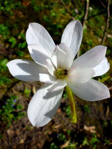 Spring march flower