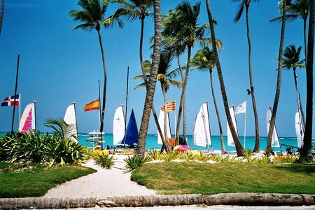 Beach palm trees sailing boat