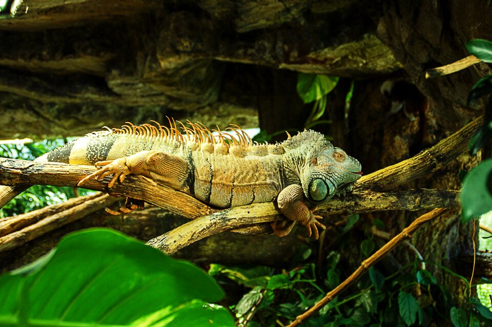 Green lizard kaltblut photo