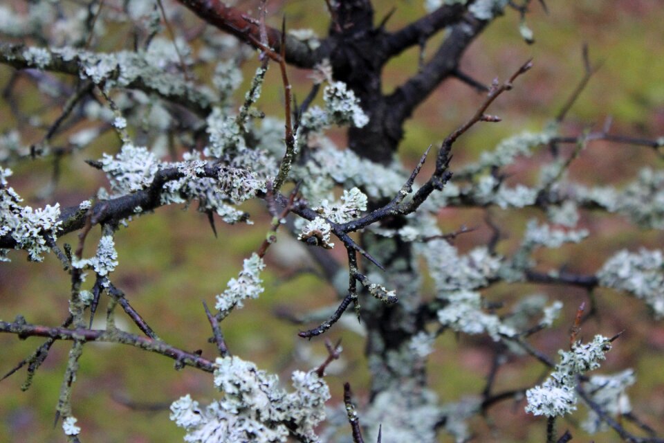 The bark wood nature
