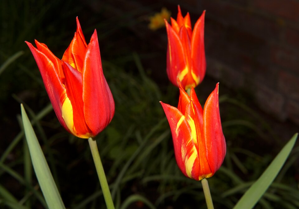 Spring petals red