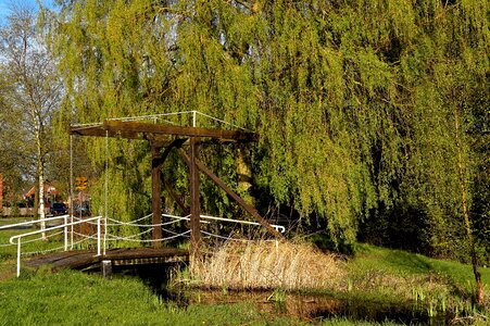 Low hanging branches green spring