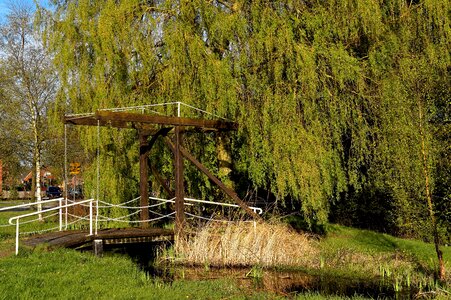 Low hanging branches green spring photo