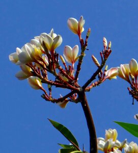 Blossom white india photo