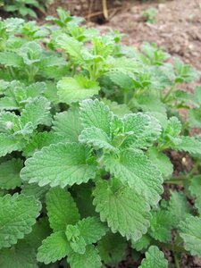 Garden farm medicine photo