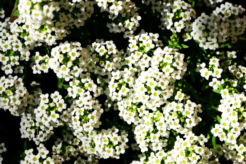 Sweet alison sweet alyssum white