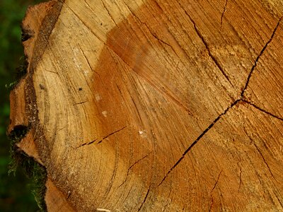 Tree stump annual dinner rings bark photo