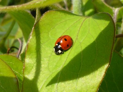 Red dots lucky charm insect photo