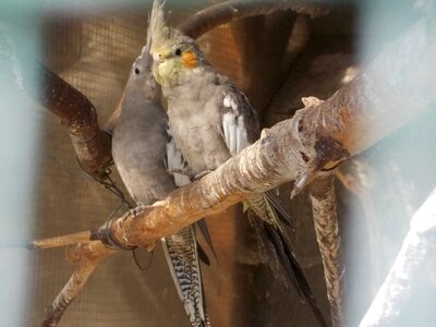 Grey love couple