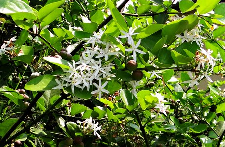 Berries shrub india