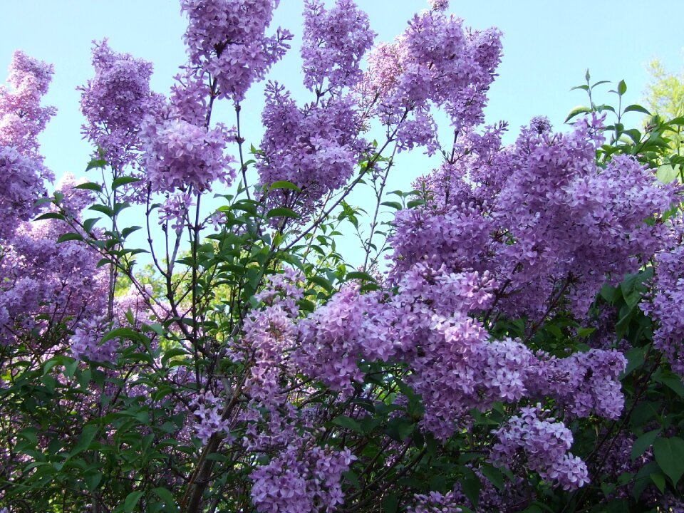 Blossom bloom spring