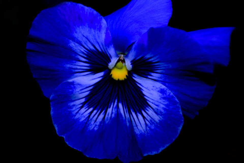 Plant spring blue