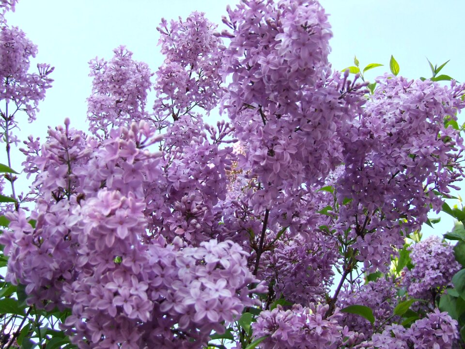 Purple flowers spring