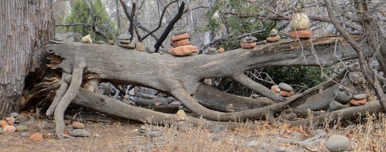 Arizona sedona tree trunk