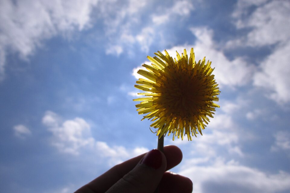 Dandelion flower lighting the sun