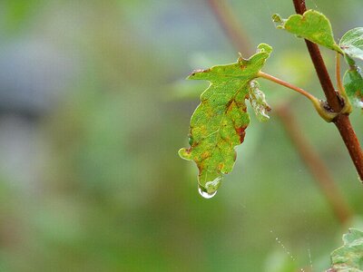 Raindrop nature leaf photo