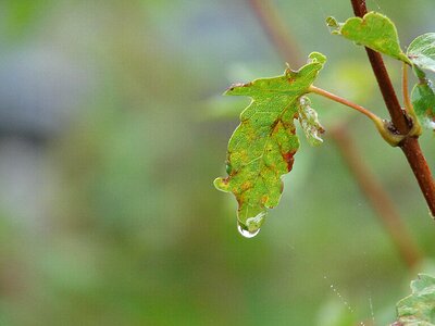 Raindrop nature leaf