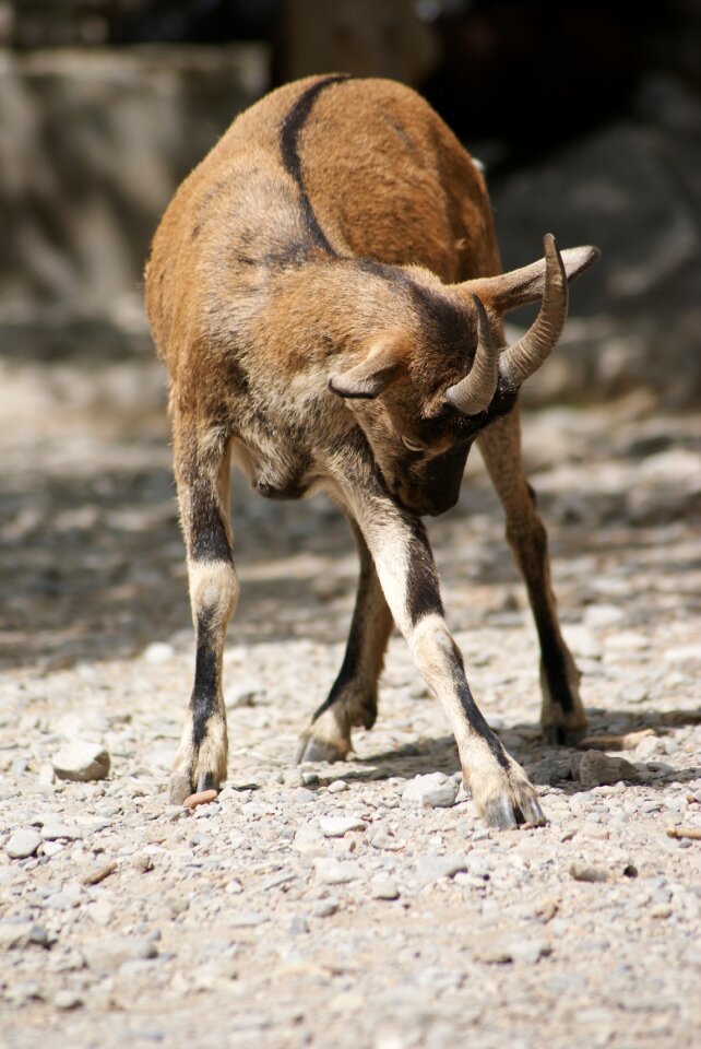 Animal goat sarna