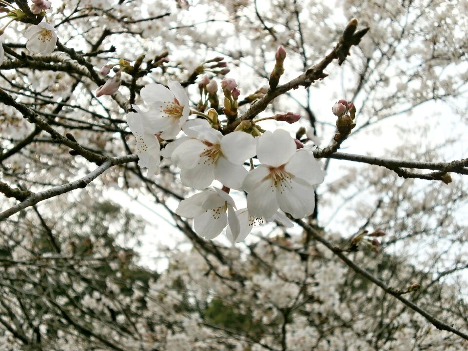 Cherry tree cherry blossom spring
