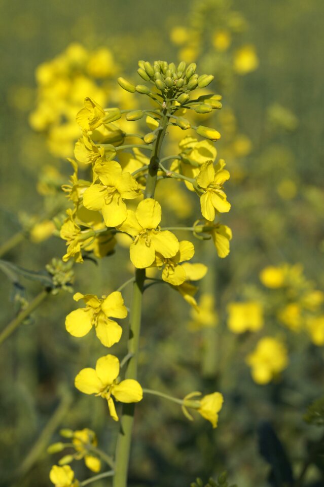 Field of rapeseeds oilseed rape plants blossom