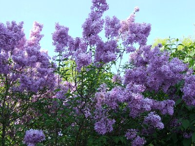 Purple flowers spring photo