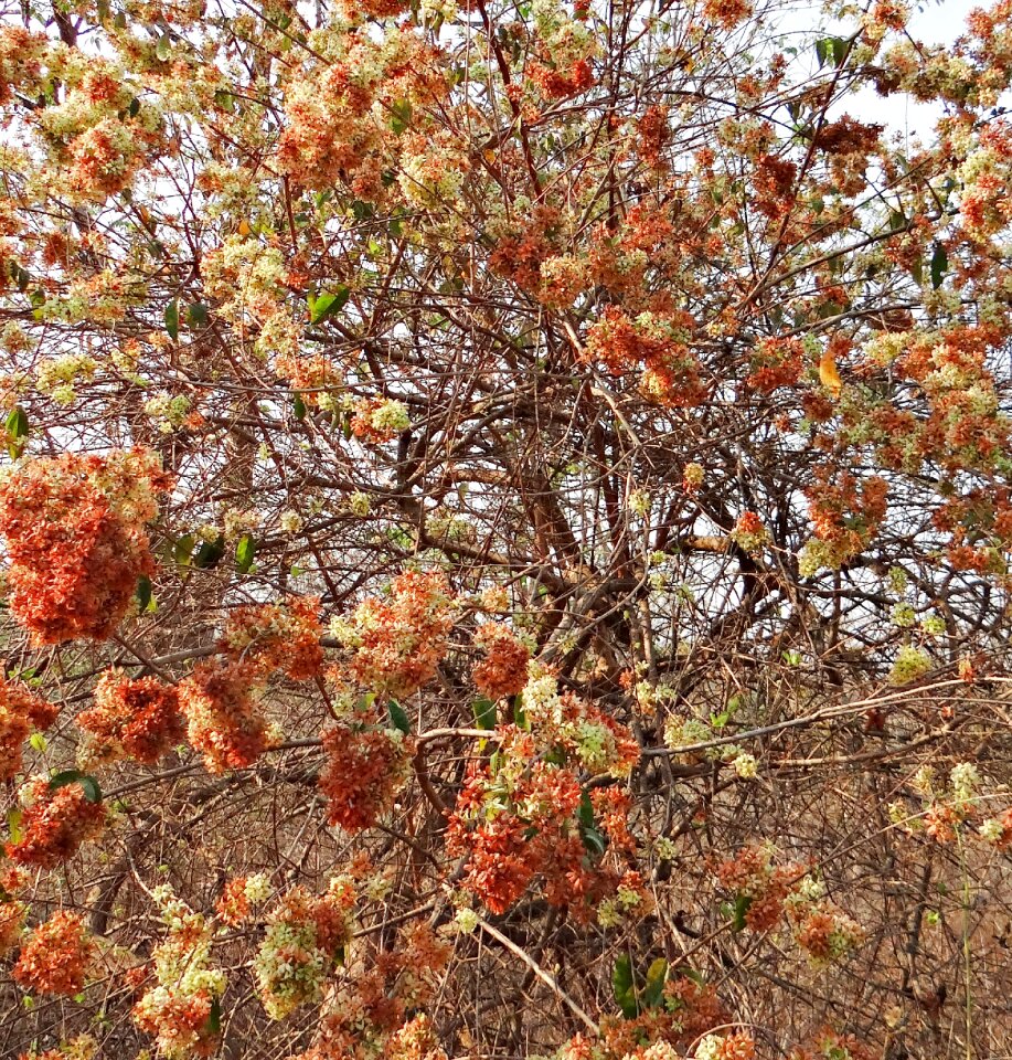 Kokoray dhonoti shvetadhataki