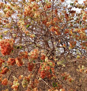 Kokoray dhonoti shvetadhataki