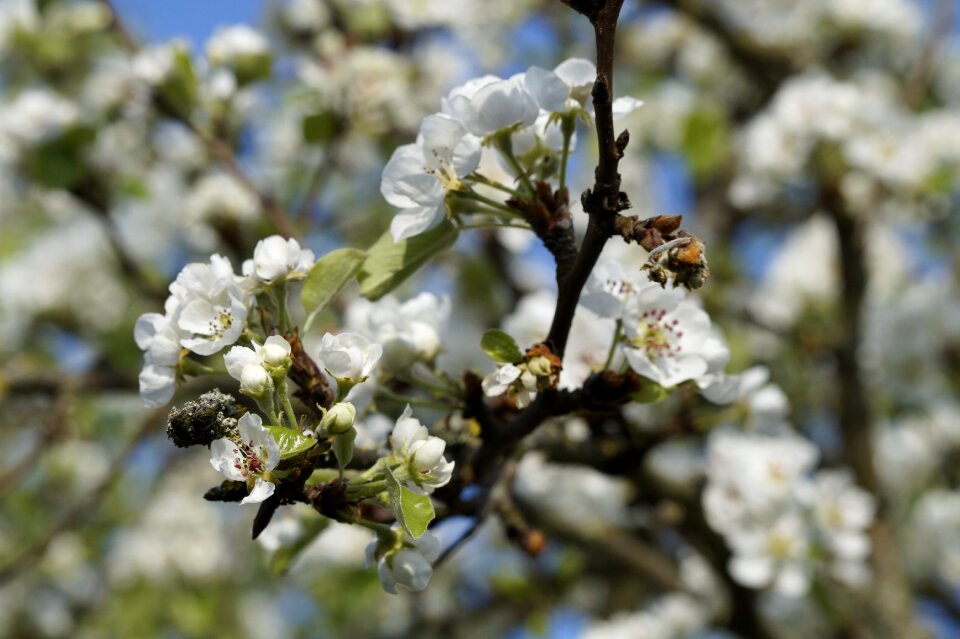 Blossom bloom white