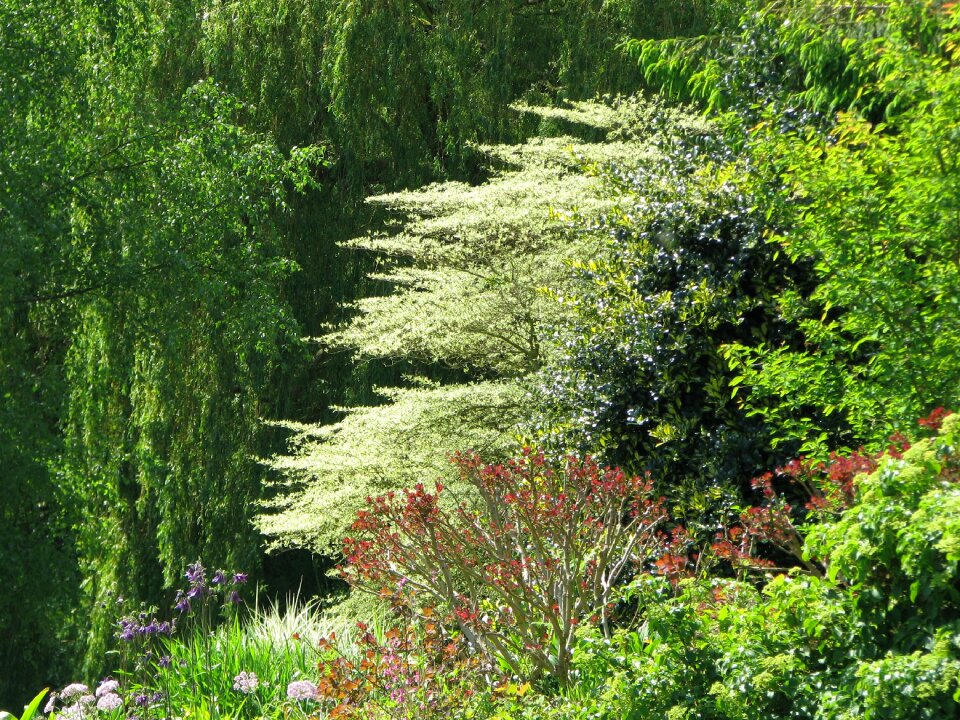Trees nature forest