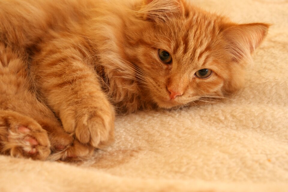 Rudy cat's eyes pet