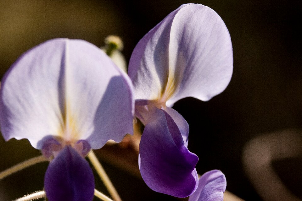Glycinen ticular flowers